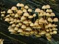 Mycena_renati_hy7866