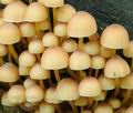 Mycena_renati_hy7869