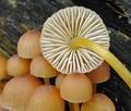 Mycena_renati_hy7874