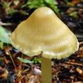 Mycena_romagnesiana_al9624