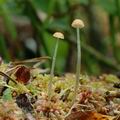 Mycena_rorida_ak5162