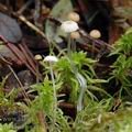 Mycena_rorida_ak5174