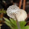 Mycena_rorida_ak5187