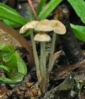 Mycena_rorida_cc7962