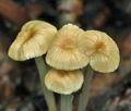 Mycena_rorida_cc7975