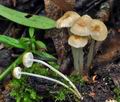 Mycena_rorida_cc7976