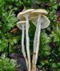 Mycena_rorida_cc7981