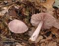 Mycena_rosea_a8096