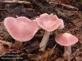 Mycena_rosea_a8099