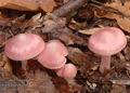 Mycena_rosea_a8111