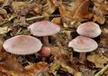 Mycena_rosea_bp3569