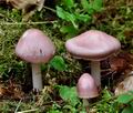 Mycena_rosea_ca2322