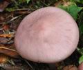 Mycena_rosea_ca2327