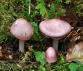 Mycena_rosea_ca2334