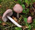 Mycena_rosea_ca2340