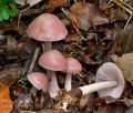 Mycena_rosea_cg2390s