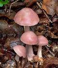 Mycena_rosea_cg2397s