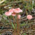 Mycena_rosella_aj1947