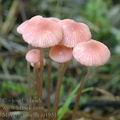 Mycena_rosella_aj1951