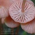 Mycena_rosella_aj1956