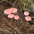 Mycena_rosella_aj1968