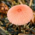 Mycena_rosella_aj2438