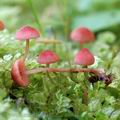 Mycena_rosella_al8872