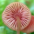 Mycena_rosella_al8880