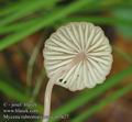 Mycena_rubromarginata_ab7627