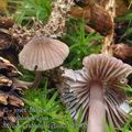 Mycena_rubromarginata_be2902