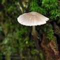 Mycena_rubromarginata_bh6823