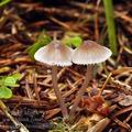 Mycena_rubromarginata_bh7130