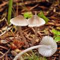 Mycena_rubromarginata_bh7136