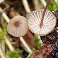 Mycena_rubromarginata_bh7142