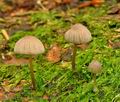 Mycena_rubromarginata_bi0094