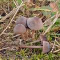 Mycena_rubromarginata_bm8543