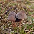 Mycena_rubromarginata_bm8552