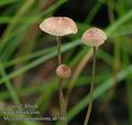 Mycena_sanguinolenta_ab7481