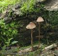 Mycena_sanguinolenta_ab7678