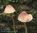 Mycena_sanguinolenta_ab7685