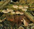 Mycena_sanguinolenta_br5775