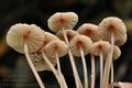 Mycena_sanguinolenta_br5783