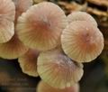 Mycena_sanguinolenta_br5786