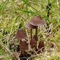 Mycena_silvae-nigrae_bf6498