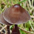 Mycena_silvae-nigrae_bf6501