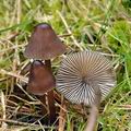 Mycena_silvae-nigrae_bf6507