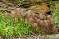 Mycena_silvae-nigrae_bs7774