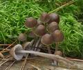 Mycena_silvae-nigrae_bs7781