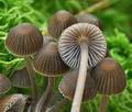 Mycena_silvae-nigrae_bs7786