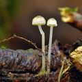 Mycena_speirea_bh6657